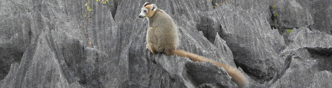 North Wildlife Tour 6N/7D - Madagascar Mozaic Tour