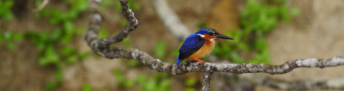 Bird watching Tour 11N/12D - Madagascar Mozaic Tour