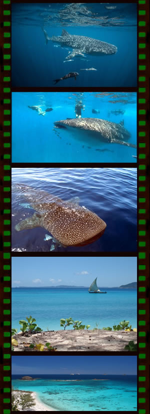 Observation Requin Baleine